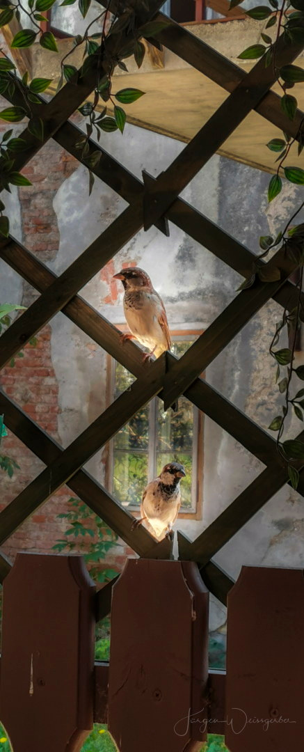 Zwei Spatzen am Fenster