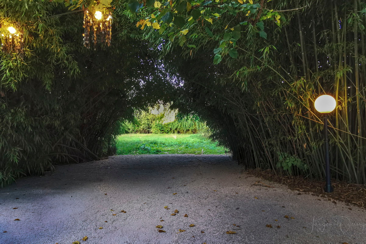Durch den grünen Tunnel