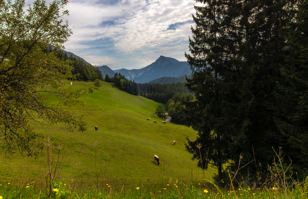 Ruhige Weide am Hang