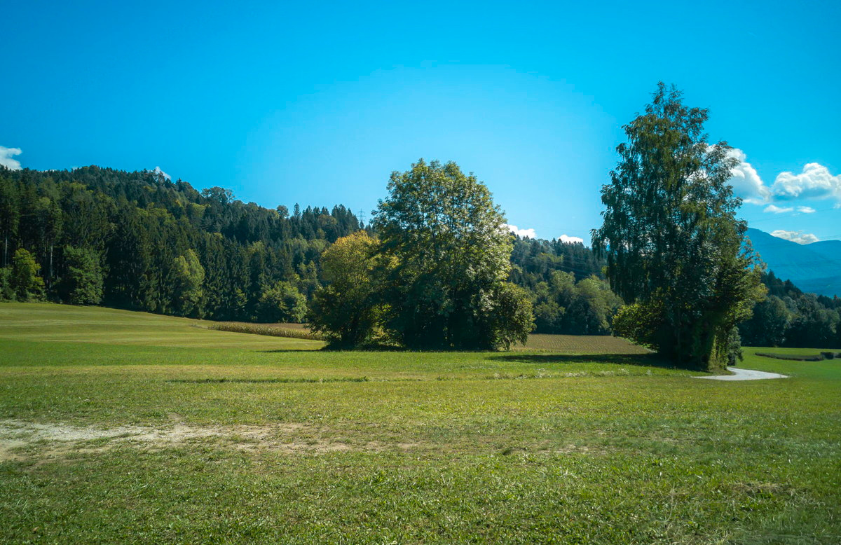 Zwei Bäume in der Weite